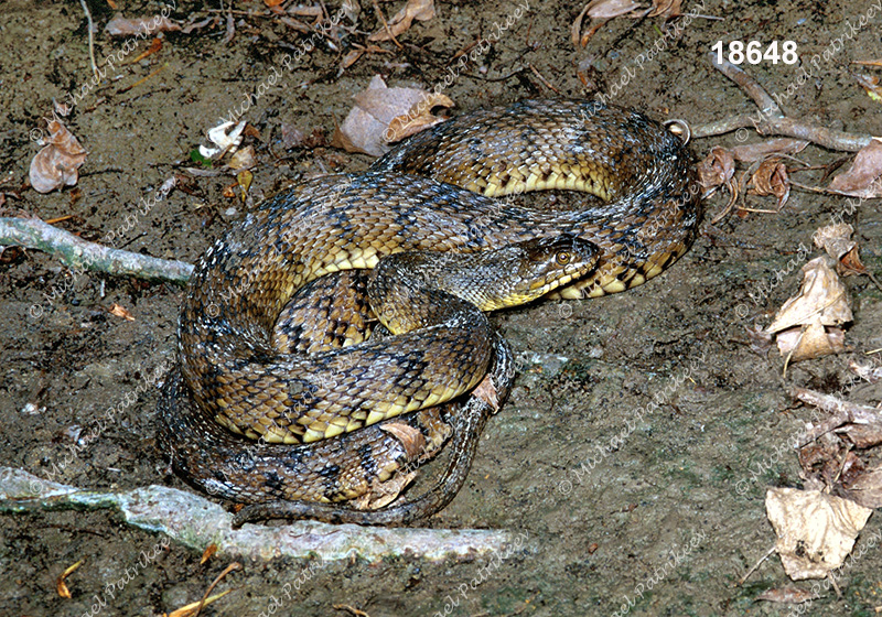 Diamondback Watersnake (Nerodia rhombifer)